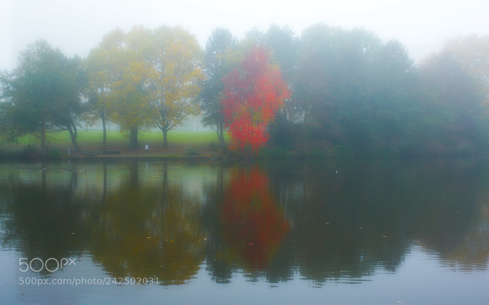 Ricoh GR sample photo. Red in fog photography