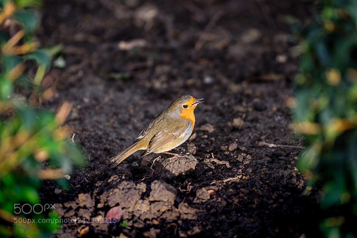 Fujifilm X-Pro2 sample photo. A spot of light photography