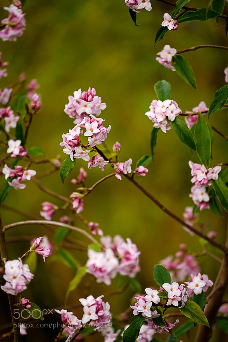Fujifilm X-Pro2 sample photo. Blossom photography