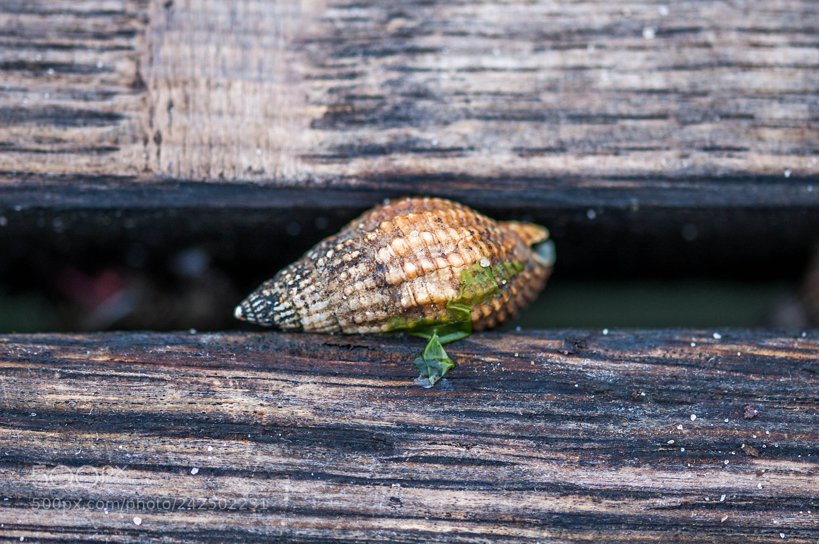 Nikon D50 sample photo. Sans titre photography