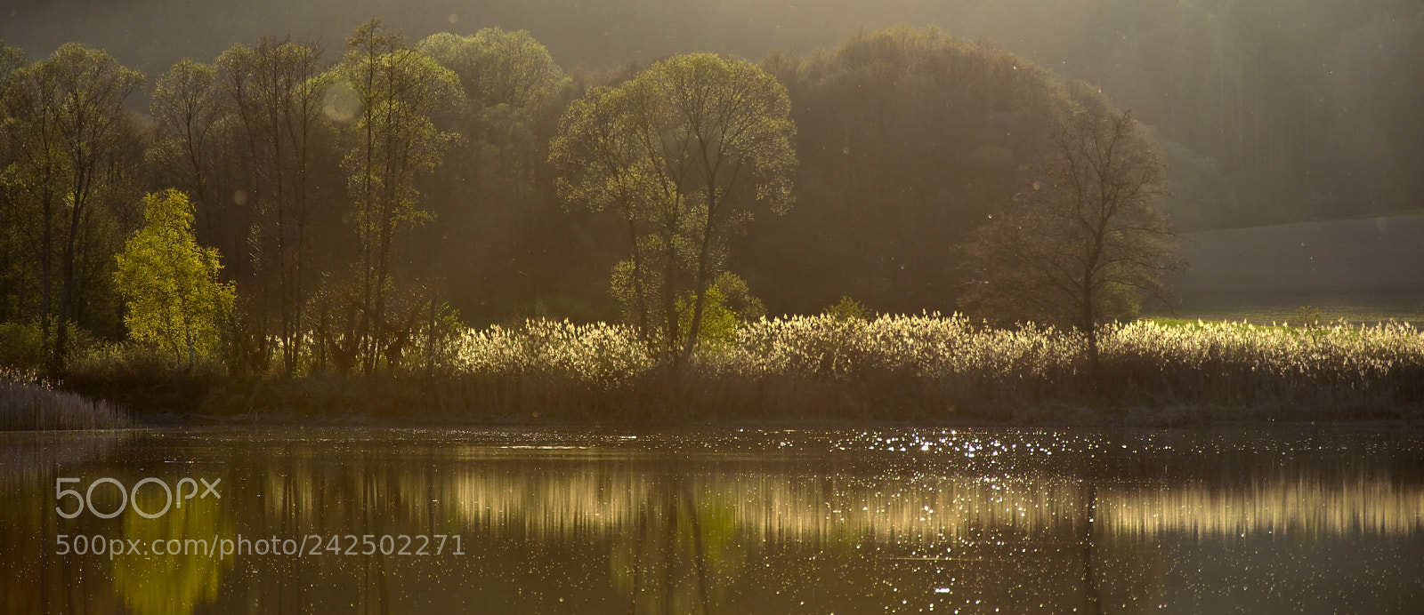 Nikon D5500 sample photo. On the pond photography