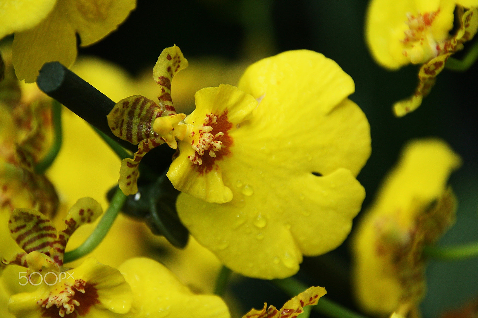 Canon EOS 1000D (EOS Digital Rebel XS / EOS Kiss F) sample photo. Oncidium sweet sugar photography