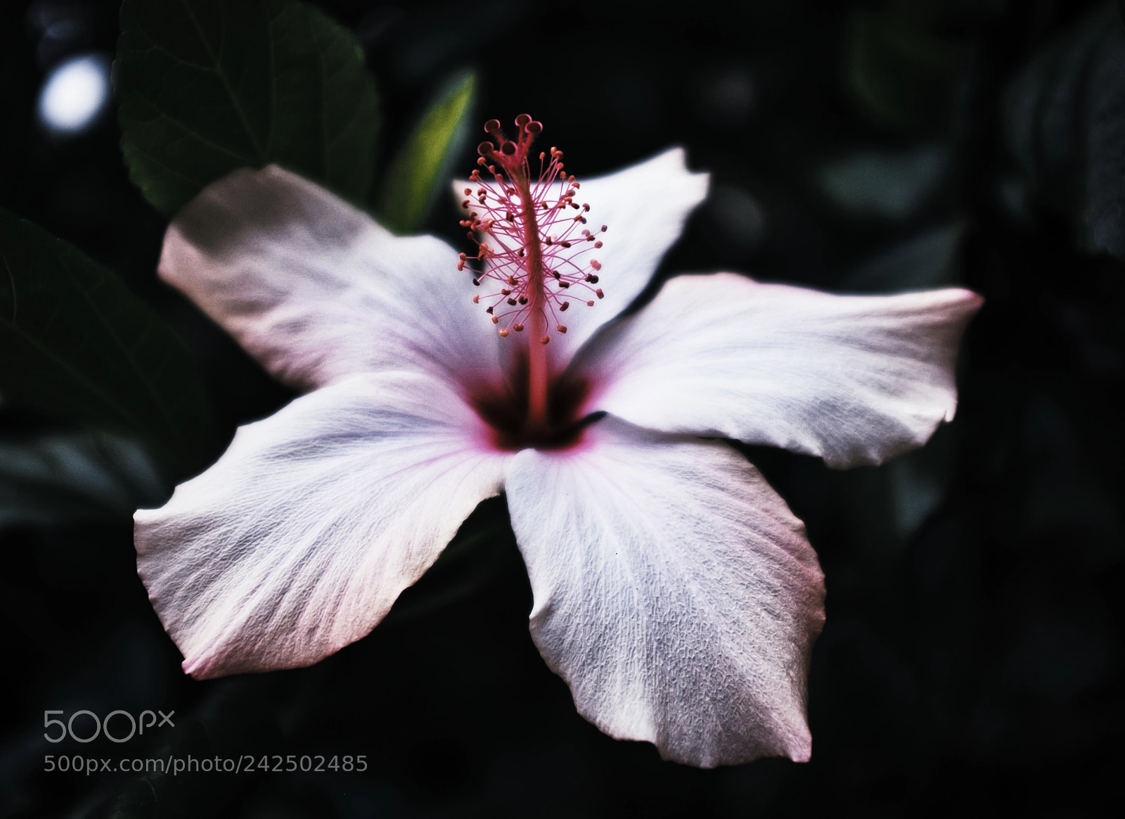 Fujifilm X100T sample photo. Hibiscus photography
