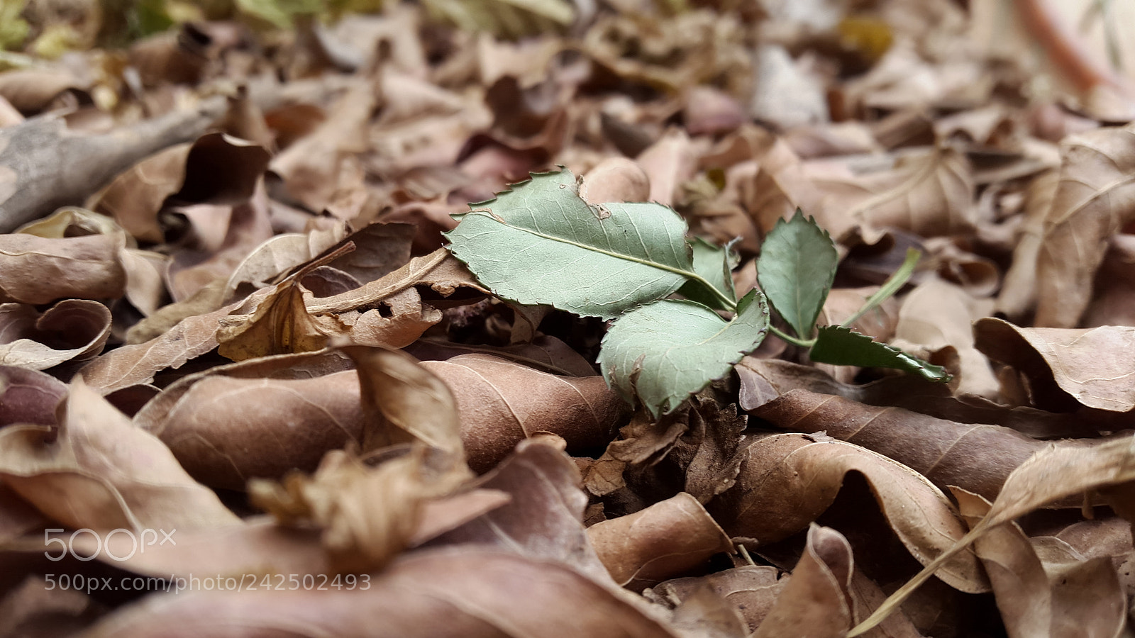 Samsung Galaxy S5 sample photo. Winter photography