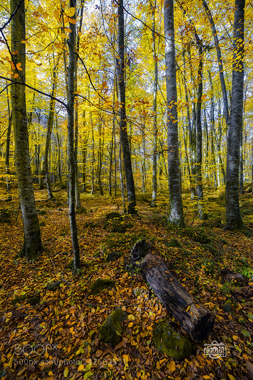 Nikon D610 sample photo. La fageda photography