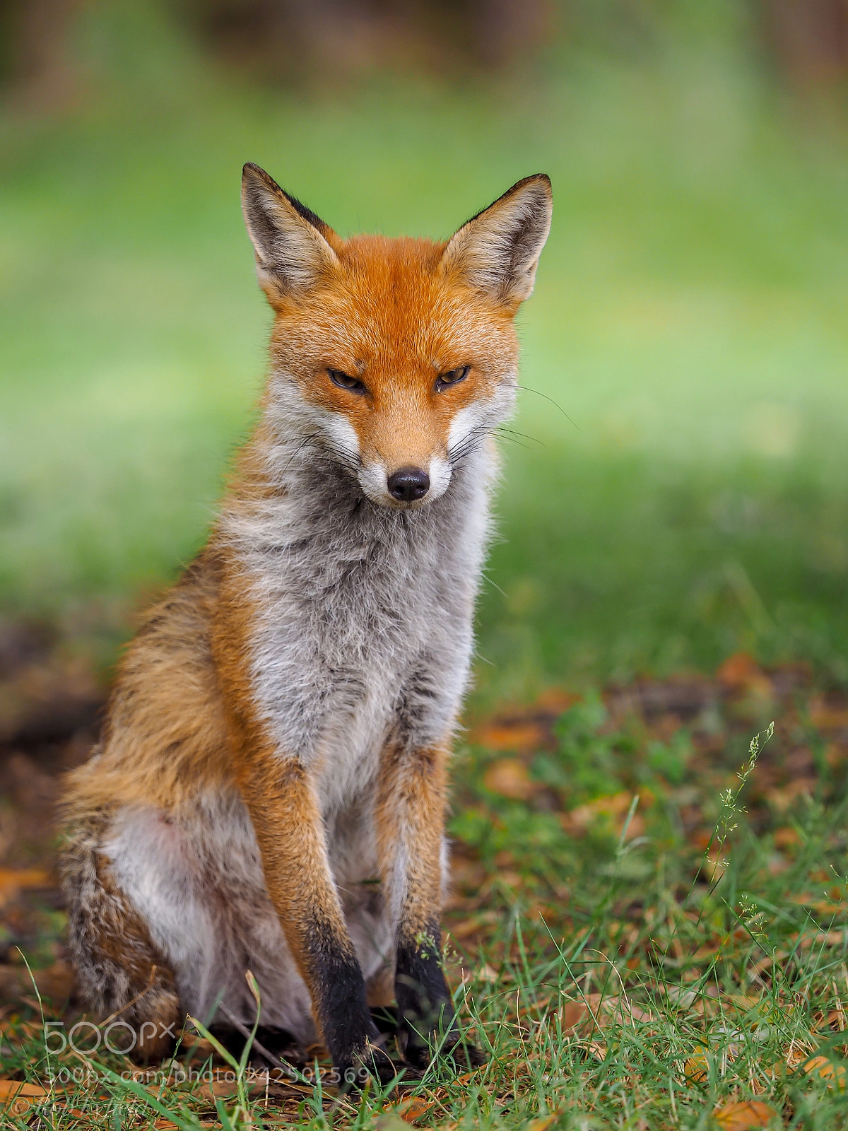 Olympus OM-D E-M1 sample photo. Fox in morning pose photography