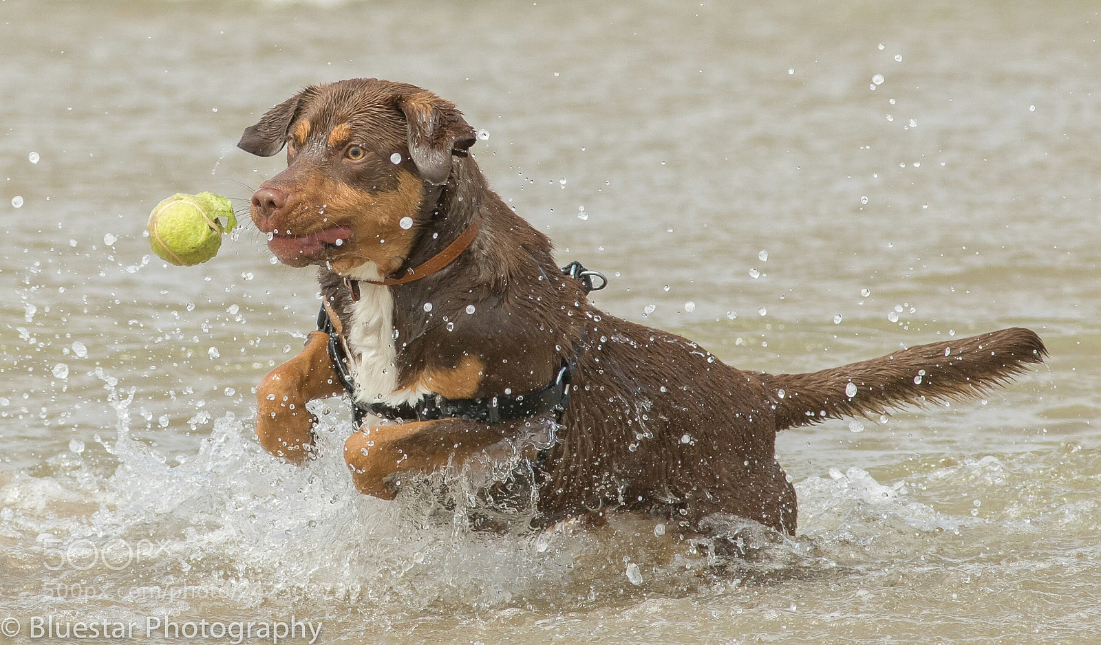 Canon EOS 7D Mark II sample photo. Eye on the ball photography