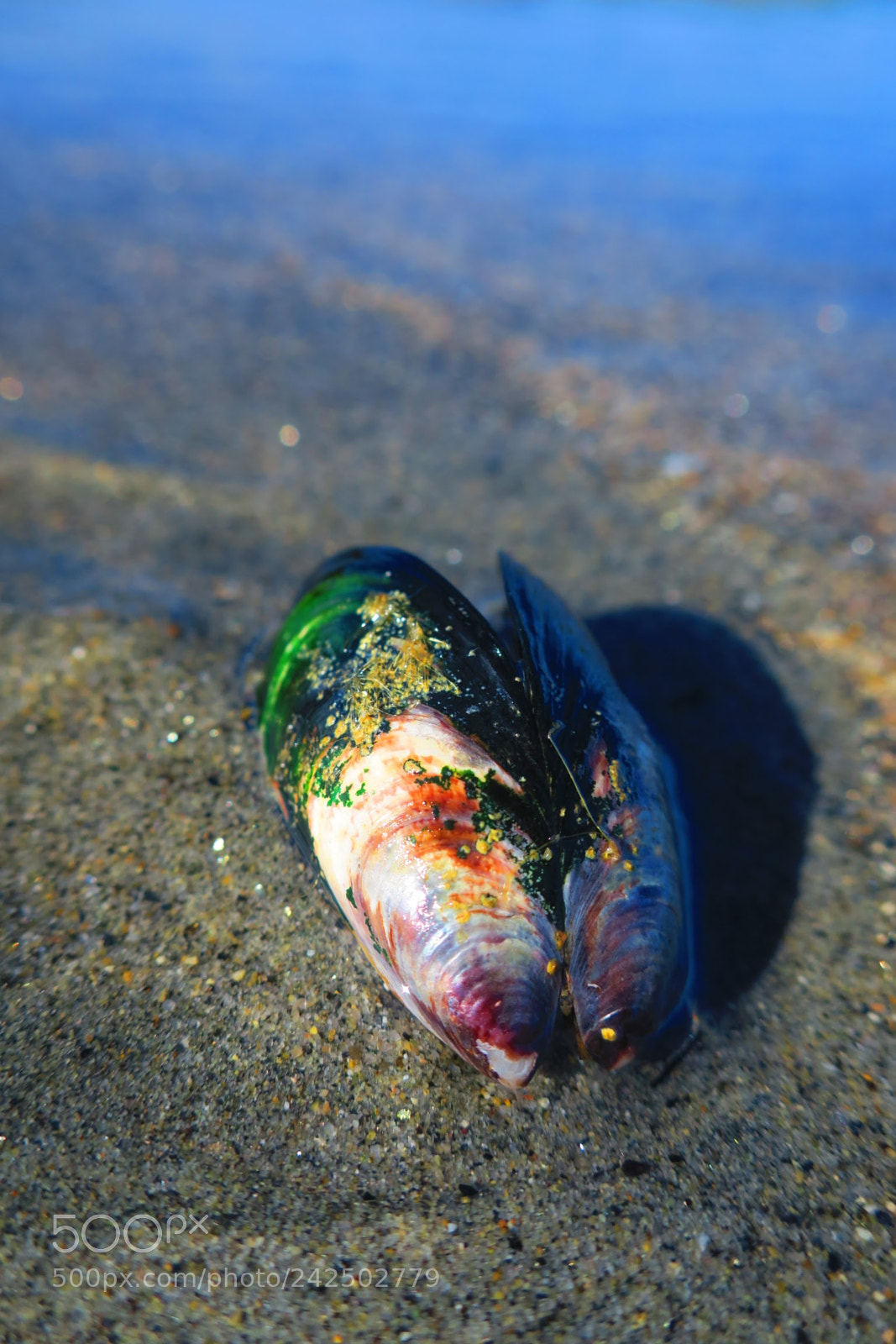 Canon PowerShot G9 X sample photo. Seashell photography