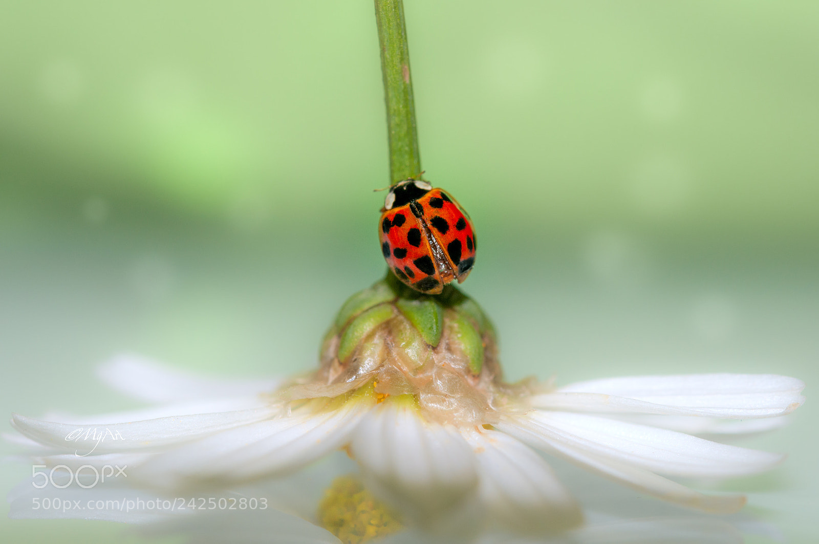 Nikon D300 sample photo. Ladybug photography