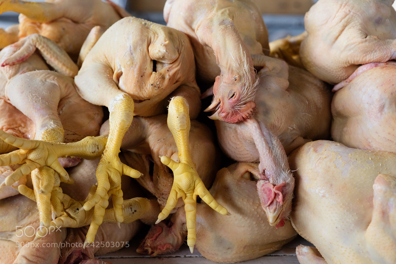 Canon EOS 5DS R sample photo. Chicken exposed in market photography
