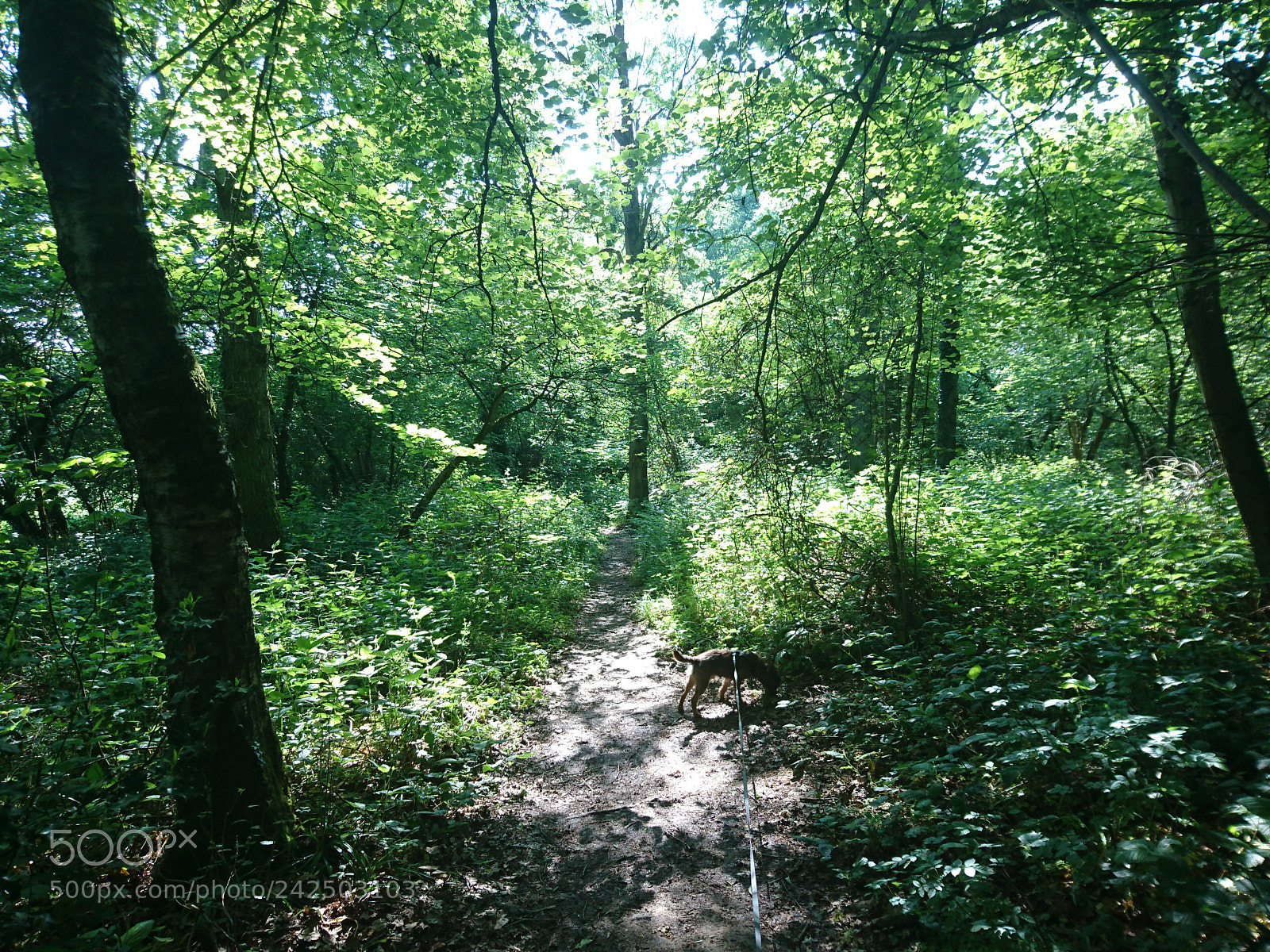 Sony Xperia Z5 sample photo. Woodland walk photography