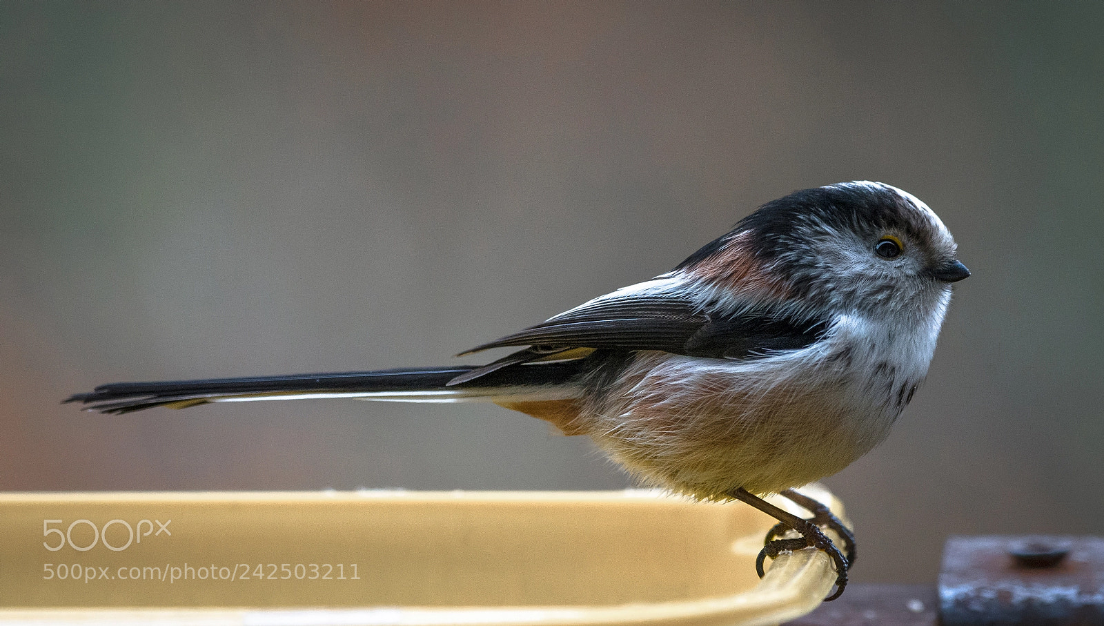 Nikon D7100 sample photo. Long-tailed tit photography