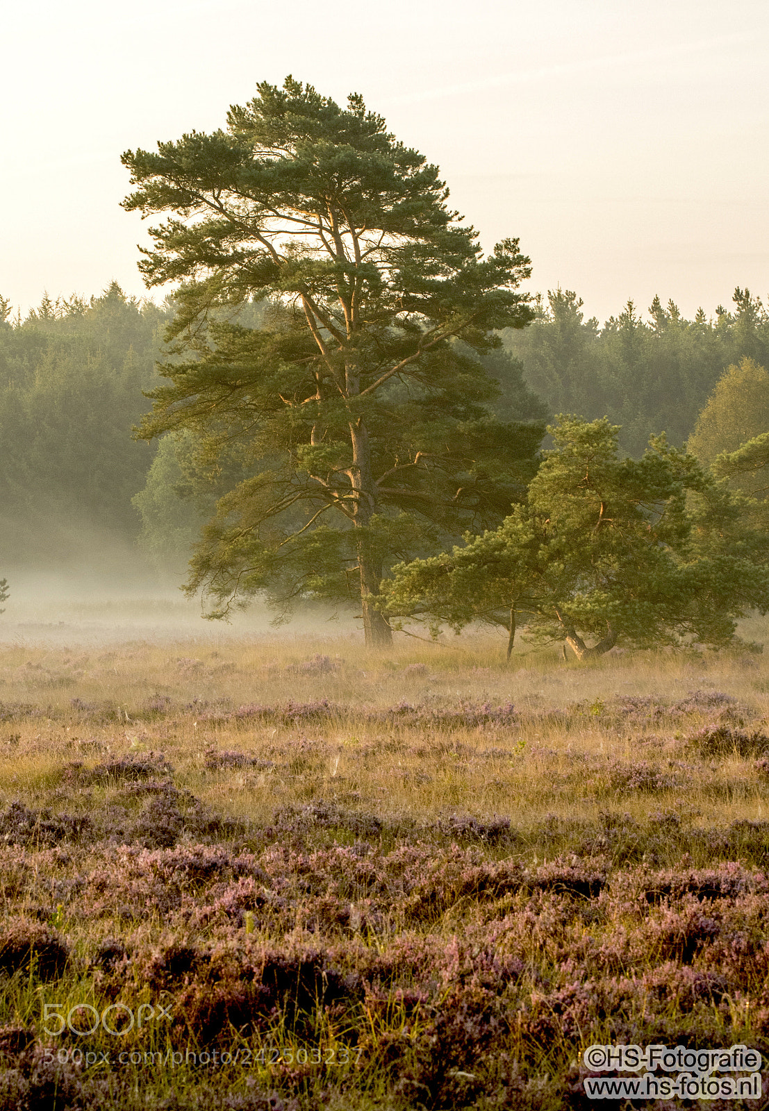 Nikon D500 sample photo. Treehs in a misty photography