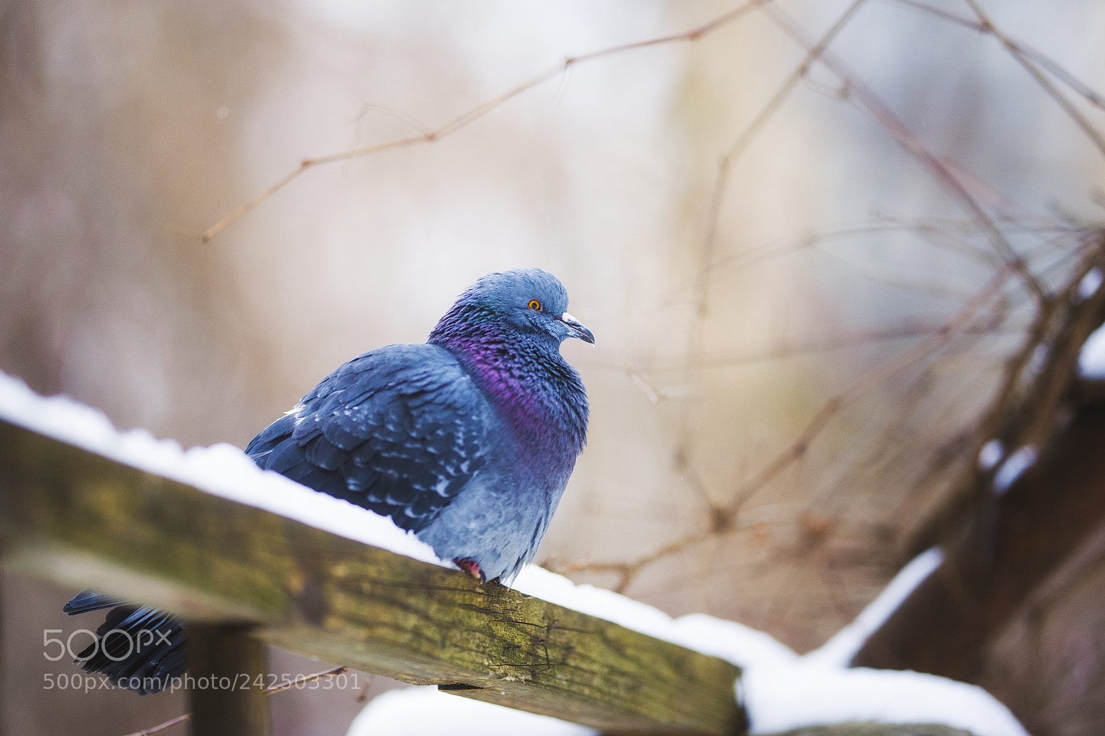 Nikon D700 sample photo. Pigeon photography