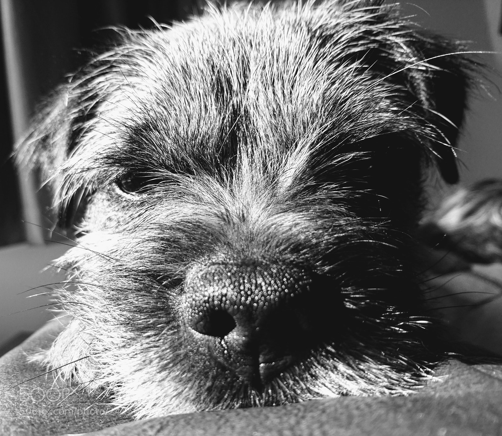 Sony Xperia Z5 sample photo. Sleepy puppy photography