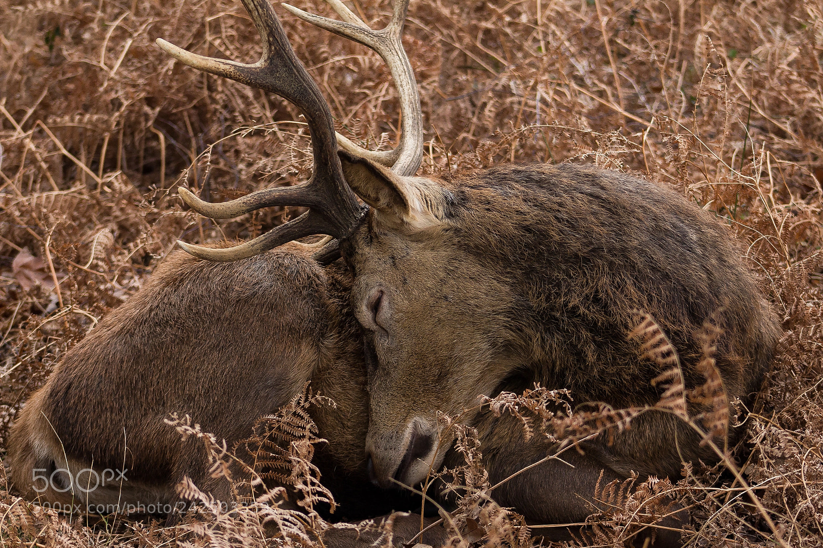 Canon EOS 650D (EOS Rebel T4i / EOS Kiss X6i) sample photo. Wild deer sleeping. photography