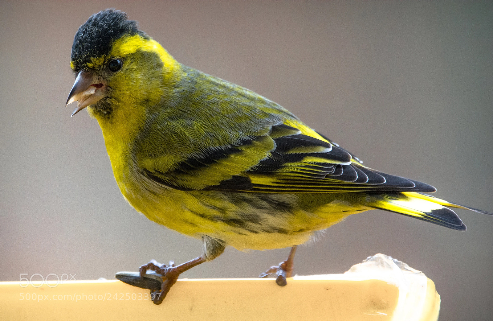Nikon D7100 sample photo. Siskin photography
