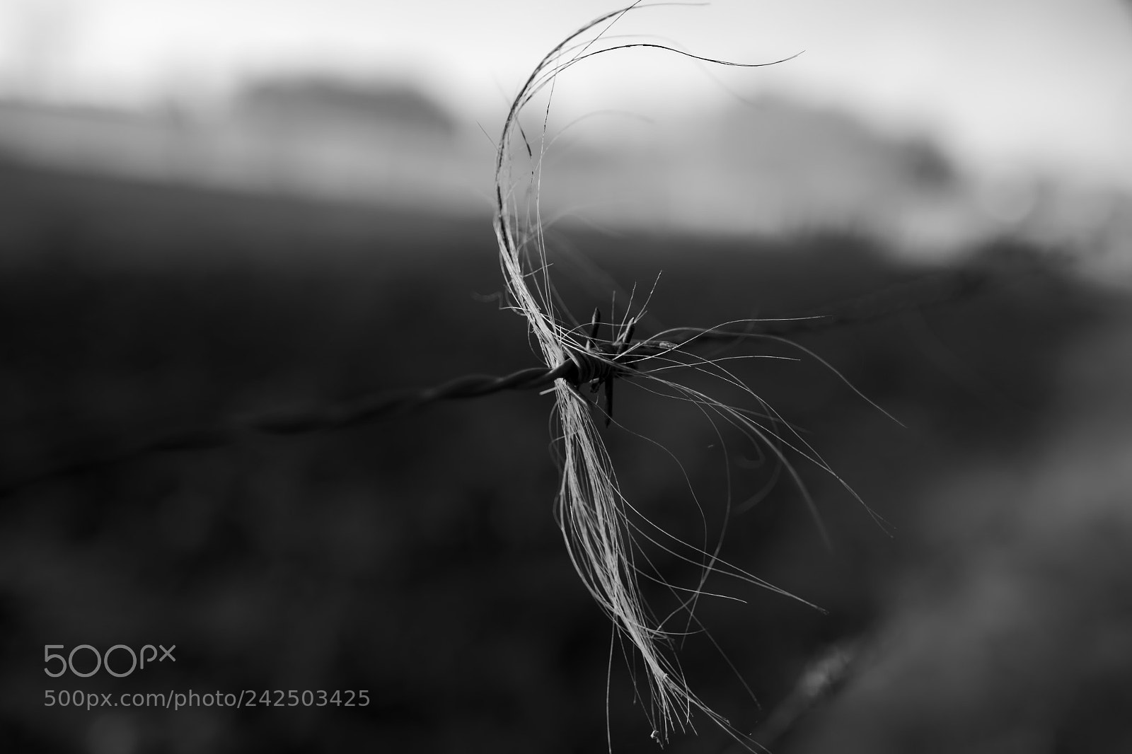 Fujifilm X-Pro1 sample photo. Barbie wired b&w photography