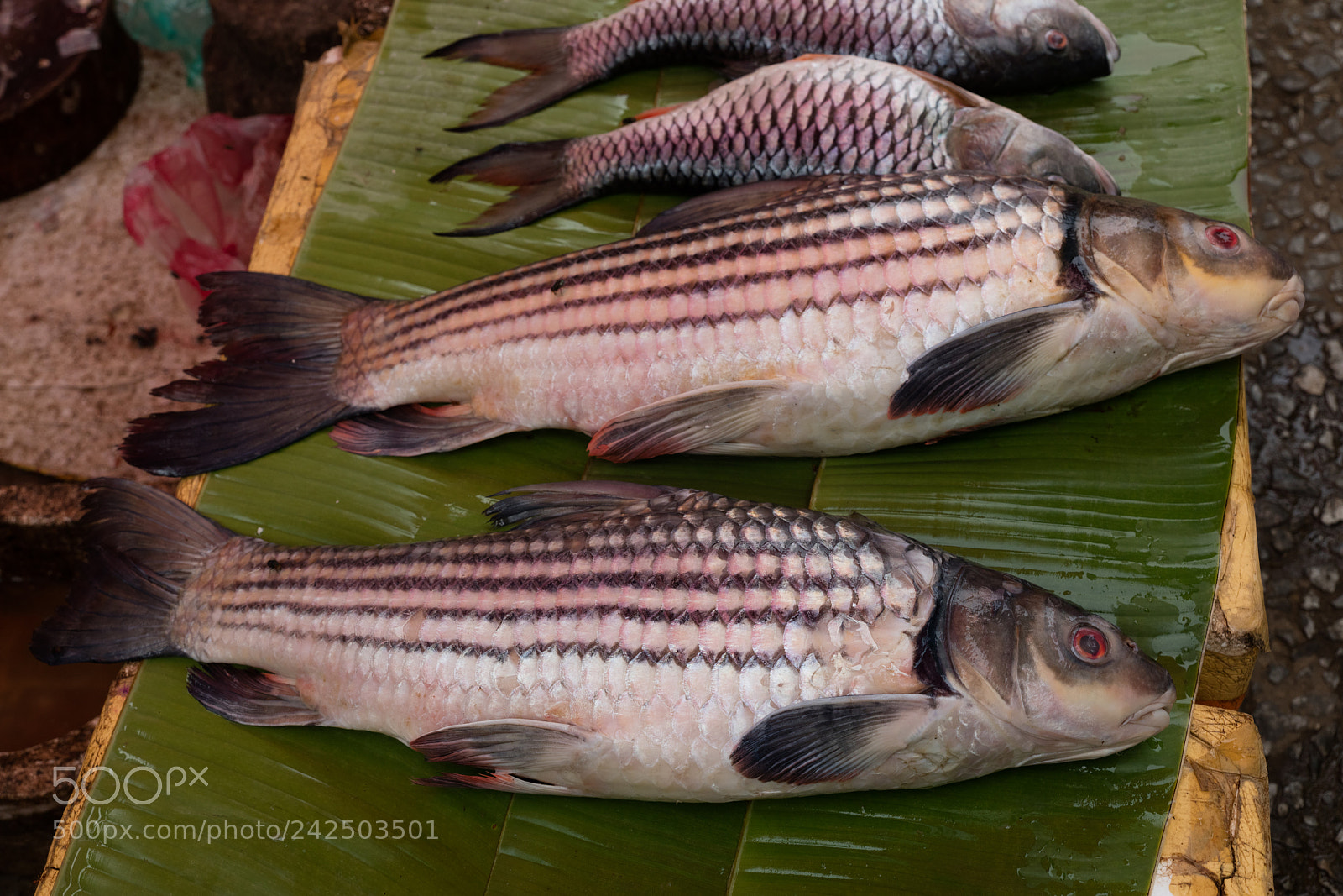 Canon EOS 5DS R sample photo. Fish at market photography