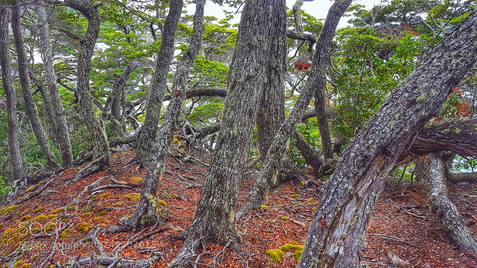 Samsung GALAXY S6 edge sample photo. Trees photography