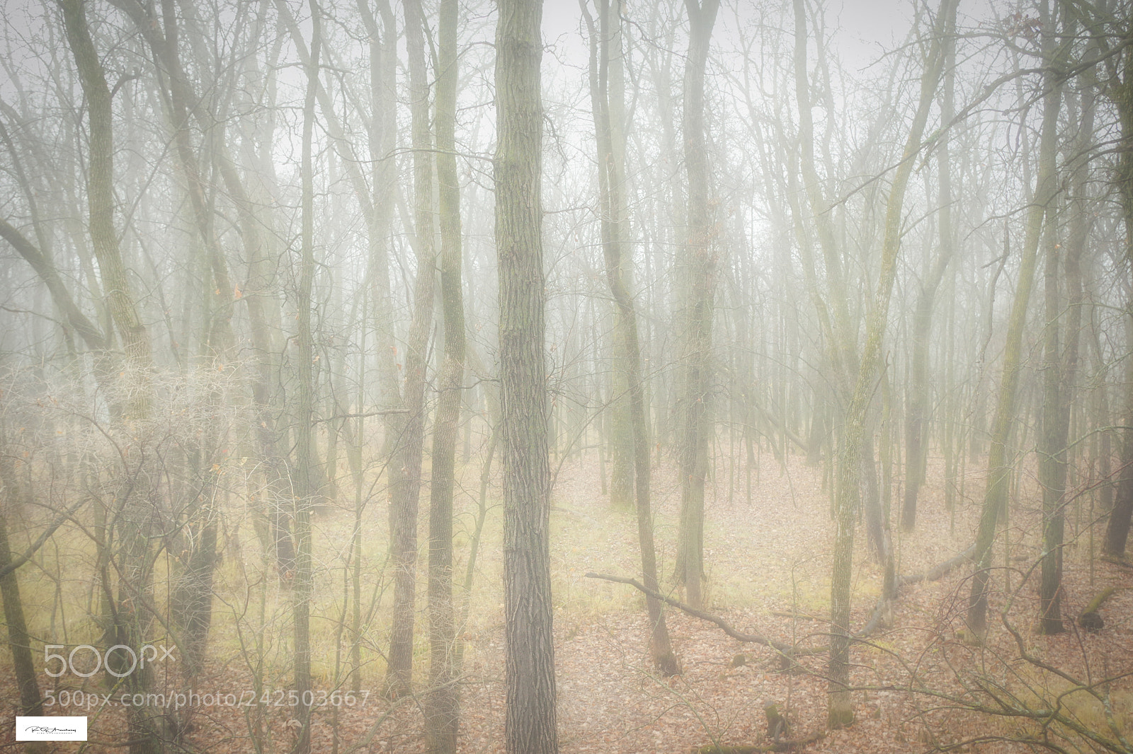 Pentax K-3 II sample photo. Misty hike photography