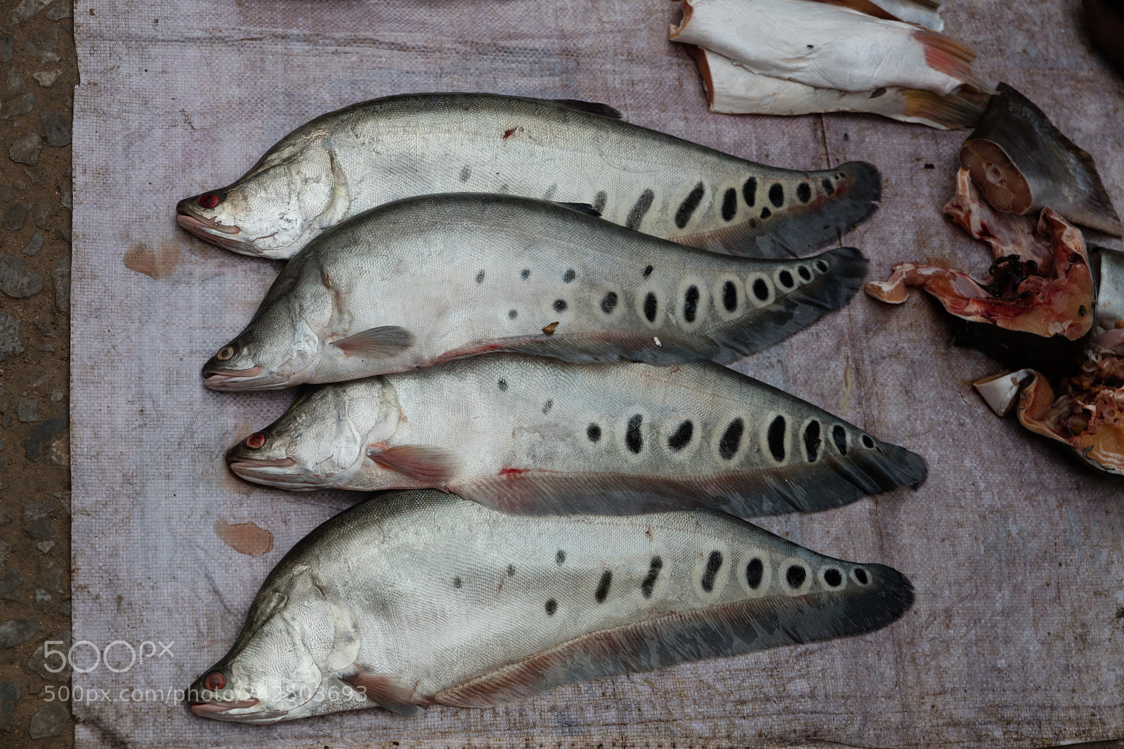 Canon EOS 5DS R sample photo. Fish at market photography