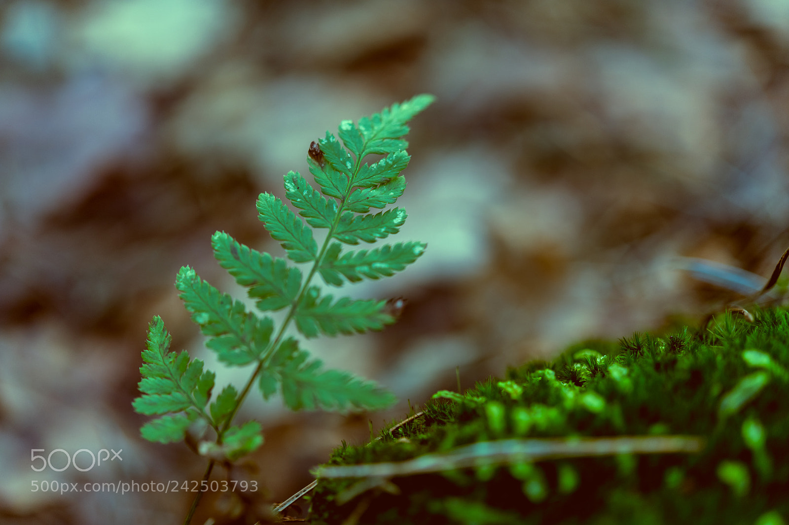Nikon D850 sample photo. Ruige heide photography