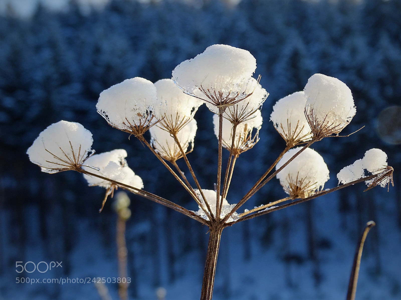 Sony Cyber-shot DSC-HX400V sample photo. Growing snow balls photography