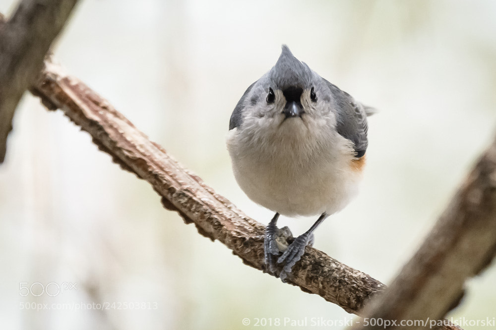 Nikon D4 sample photo. Tufted titmouse on firebush photography