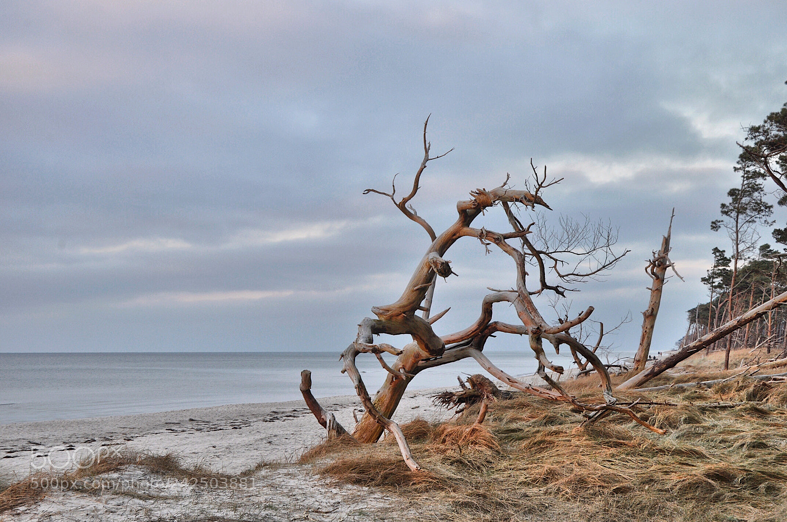 Nikon D5000 sample photo. Dar mecklenburg-vorpommern weststrand germany photography