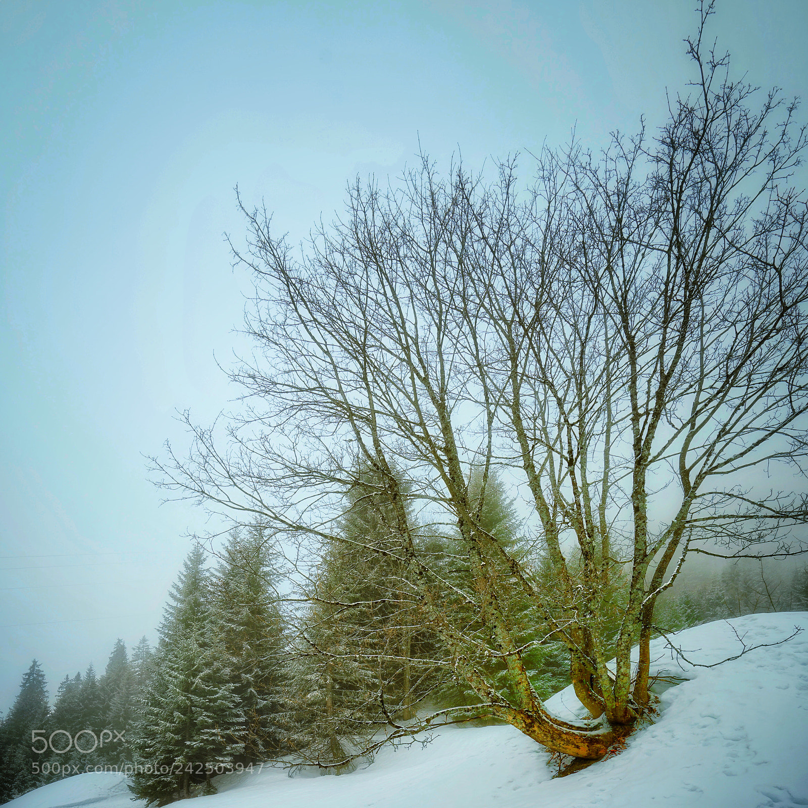 Sony a7R sample photo. Kargheit photography