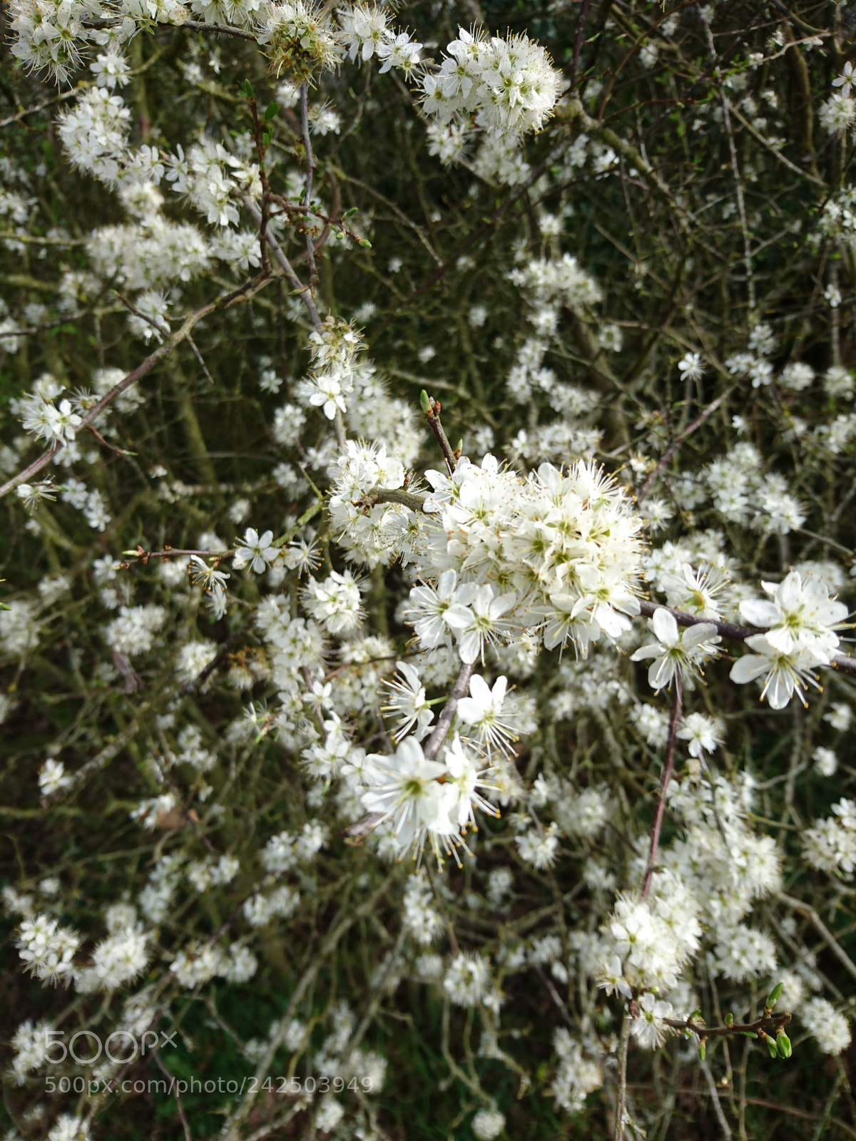 Sony Xperia Z5 sample photo. Spring blooms photography