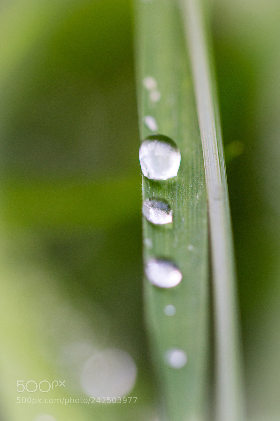 Canon EOS 70D sample photo. Water drop - w photography