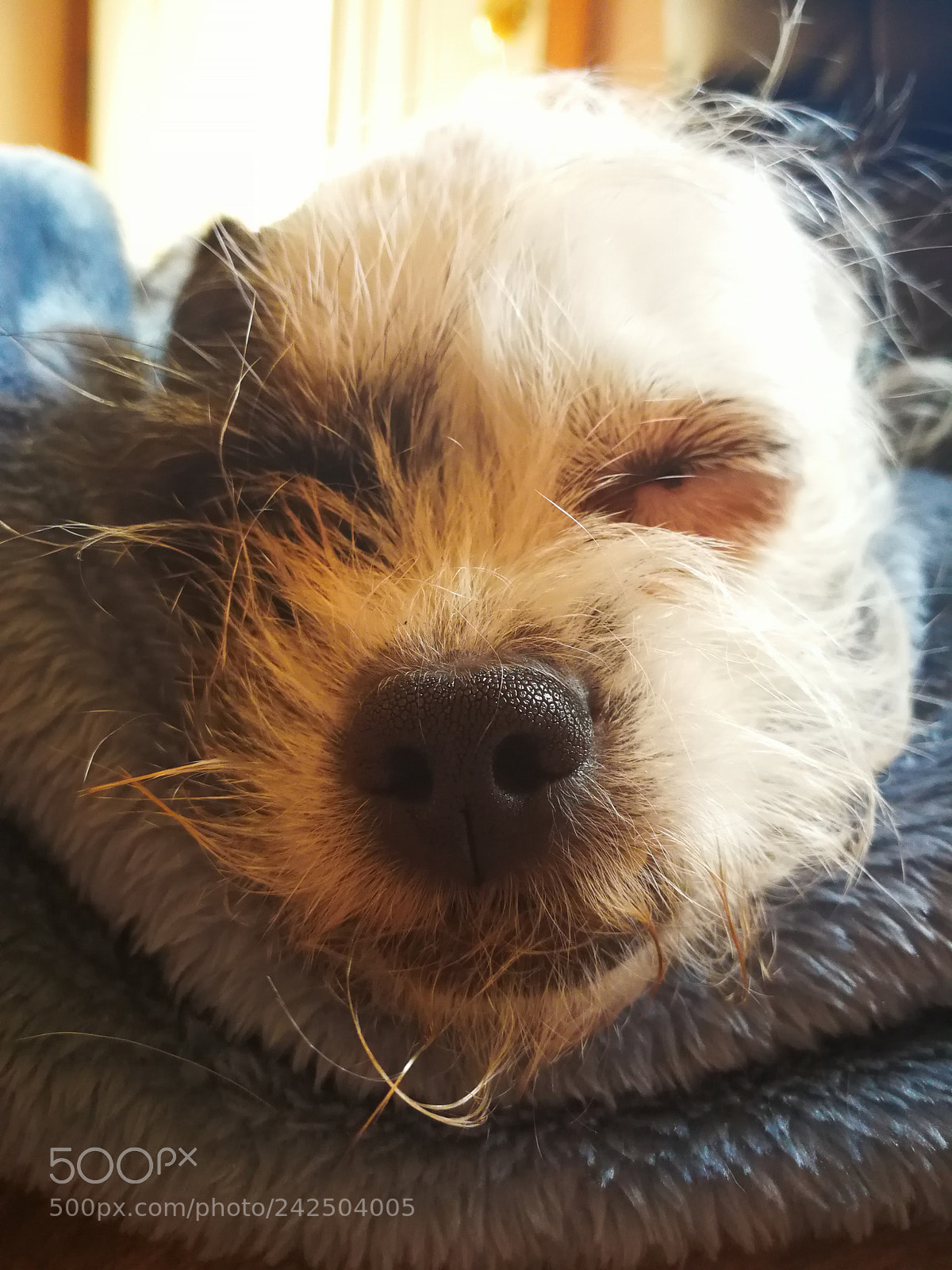 HUAWEI Mate 9 sample photo. Sleeping pookie photography