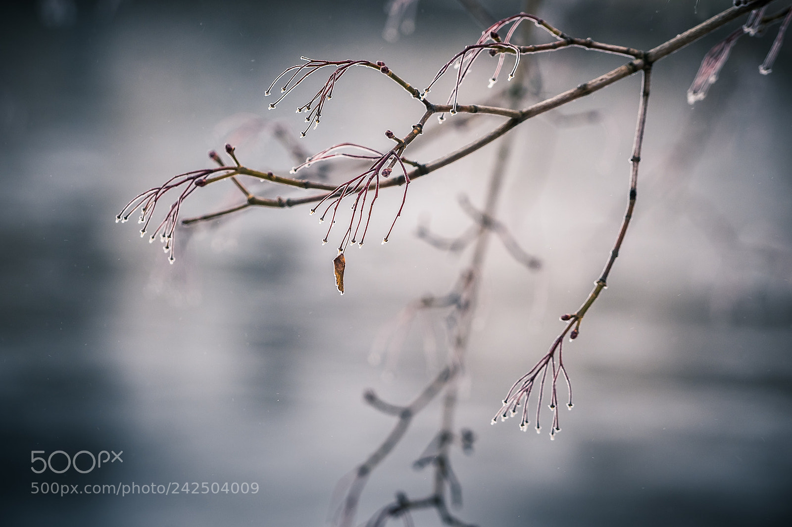 Sony a7 II sample photo. 011/365: frost photography