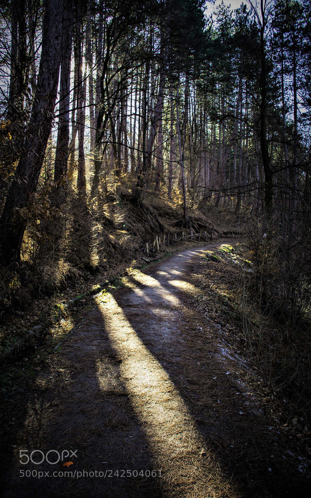 Nikon D7200 sample photo. Morning shadows photography