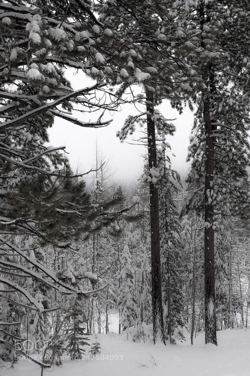 Nikon D90 sample photo. Snow on the way photography