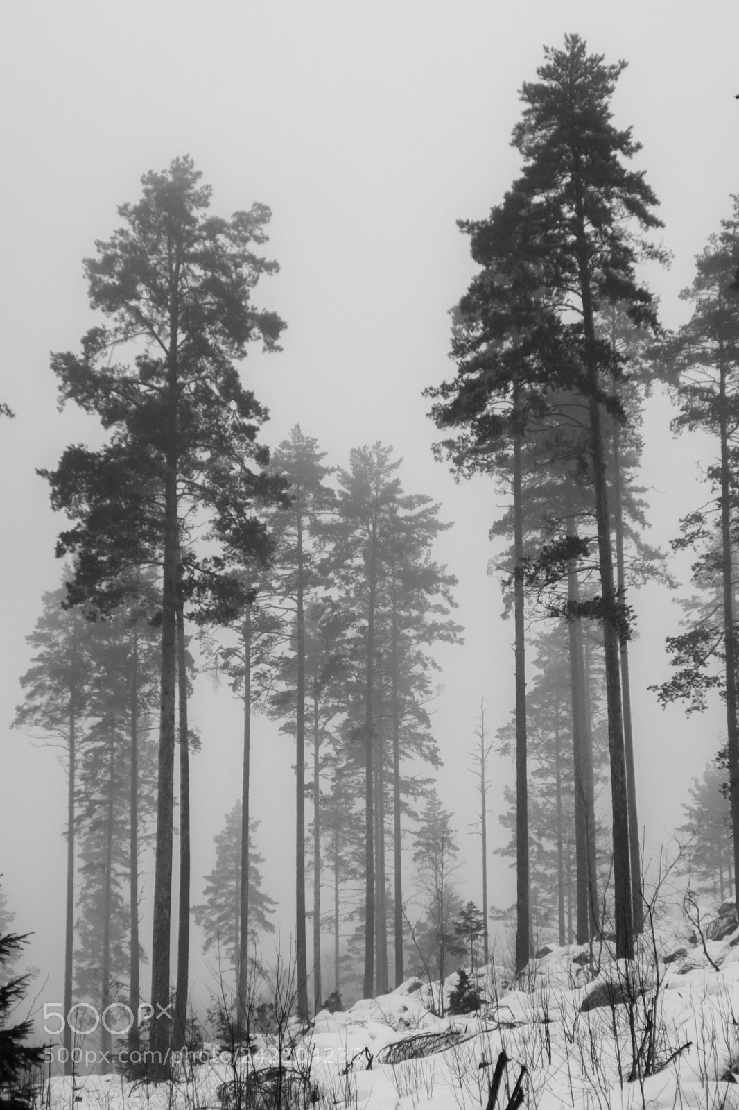 Sony ILCA-77M2 sample photo. Winter fog photography