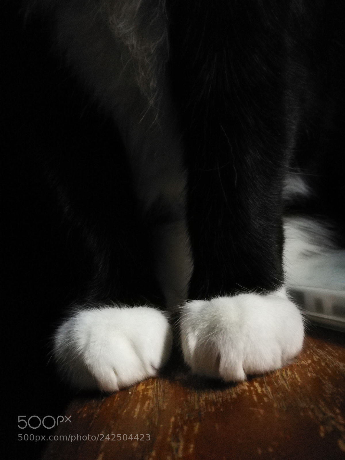 HUAWEI Mate 9 sample photo. Paws photography
