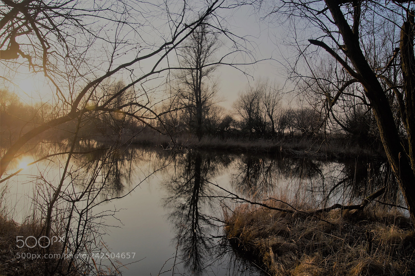 Sony SLT-A58 sample photo. Oostvaardersplassen photography