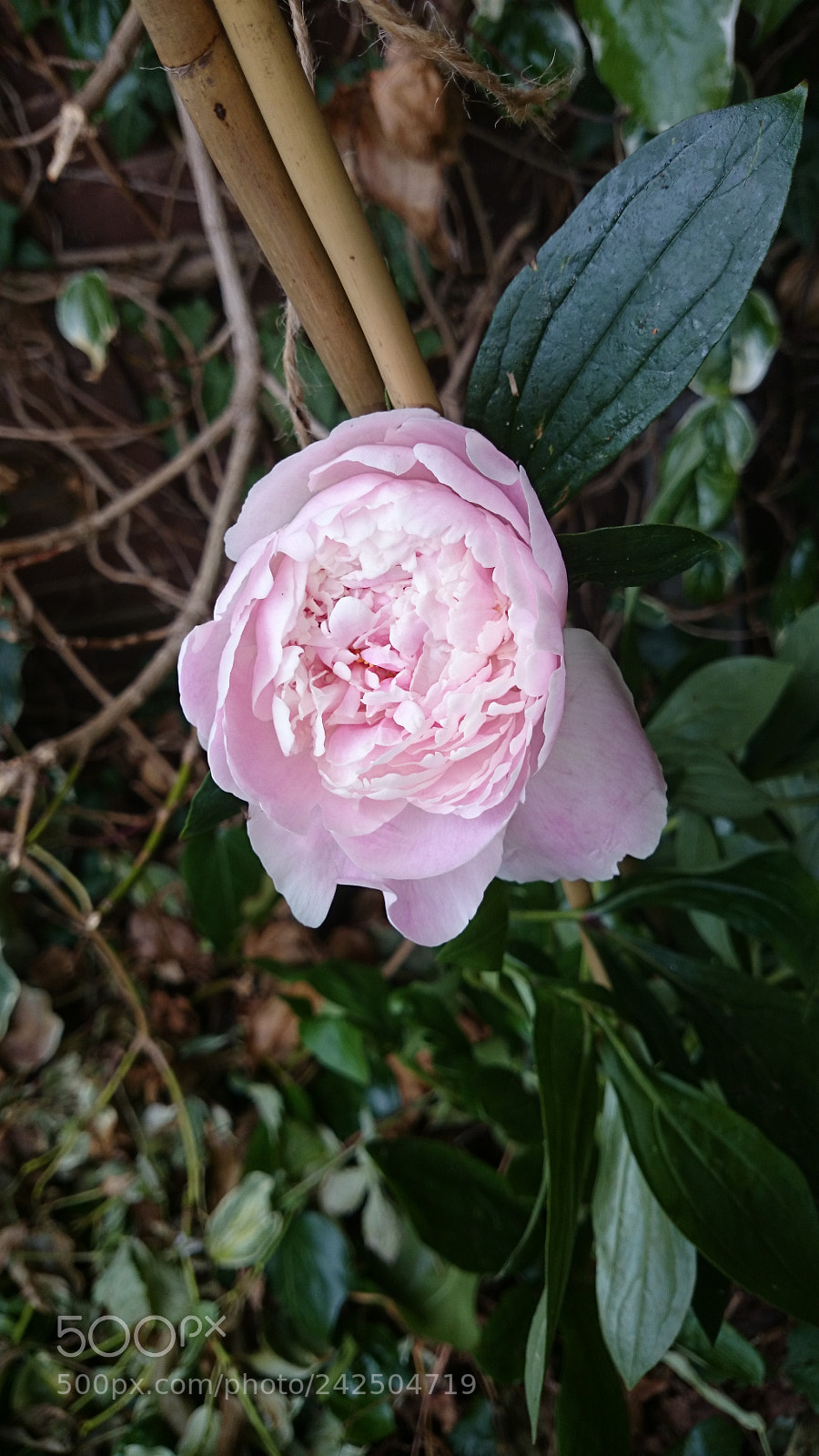 Sony Xperia Z2 sample photo. Pink peony photography