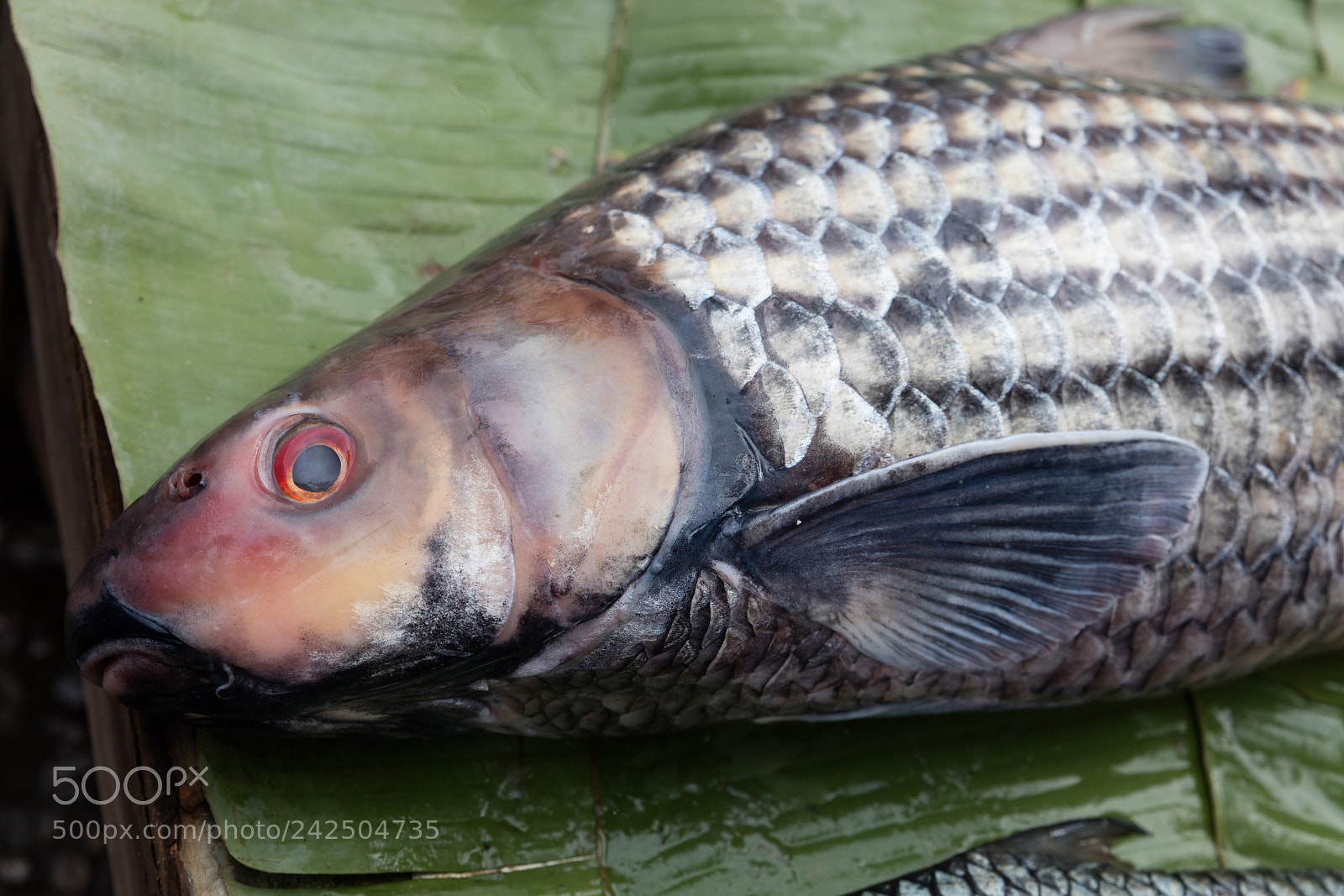 Canon EOS 5DS R sample photo. Fish at market photography