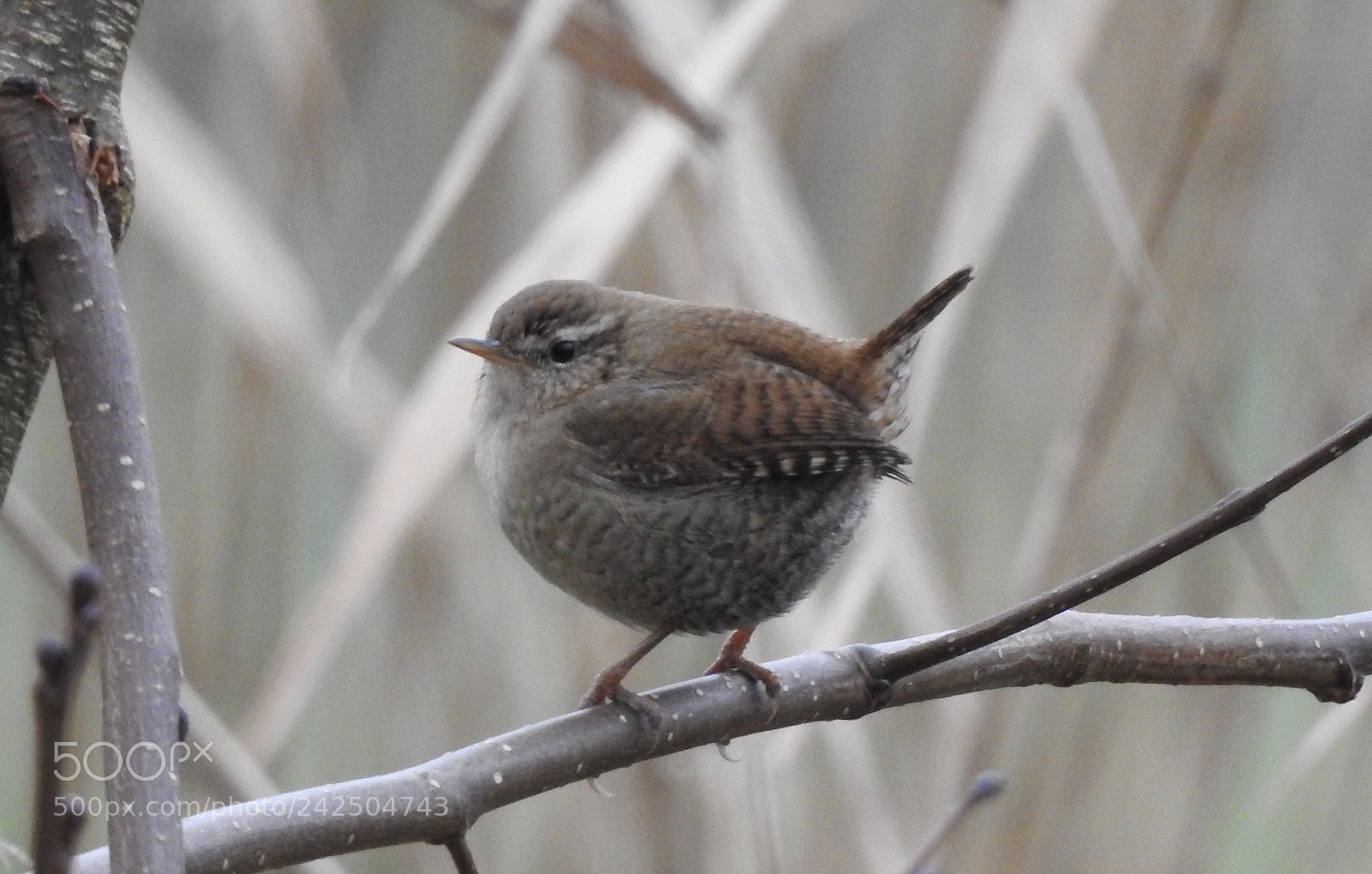 Nikon Coolpix P900 sample photo. Wren....? photography