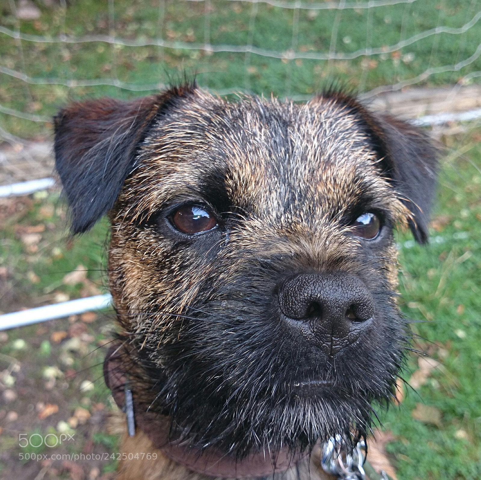 Sony Xperia Z2 sample photo. Border terrier ted photography