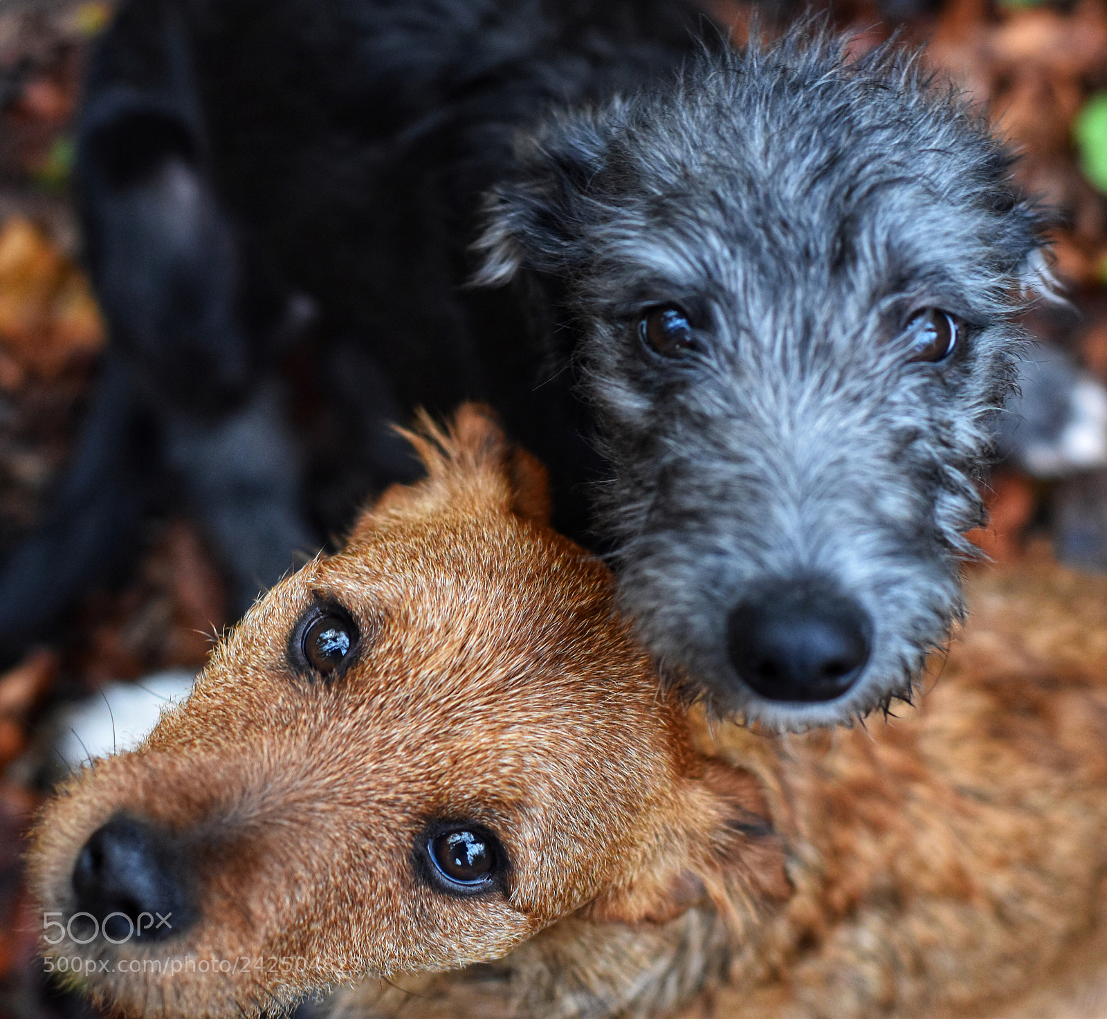 Nikon D5600 sample photo. Pud and huck photography
