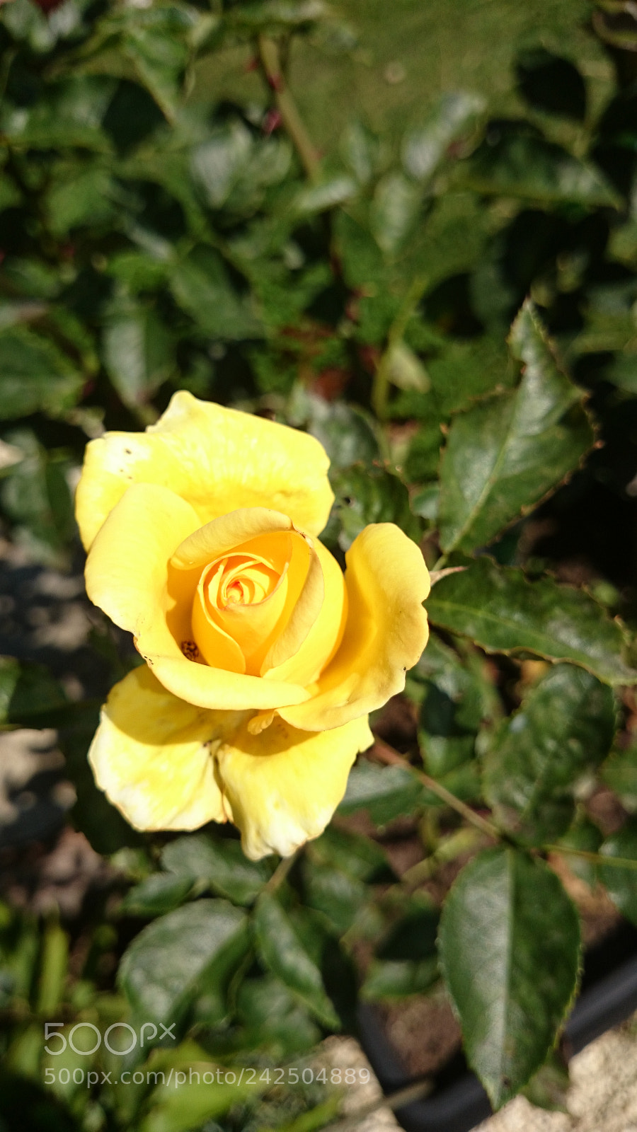 Sony Xperia Z2 sample photo. Yellow rose photography