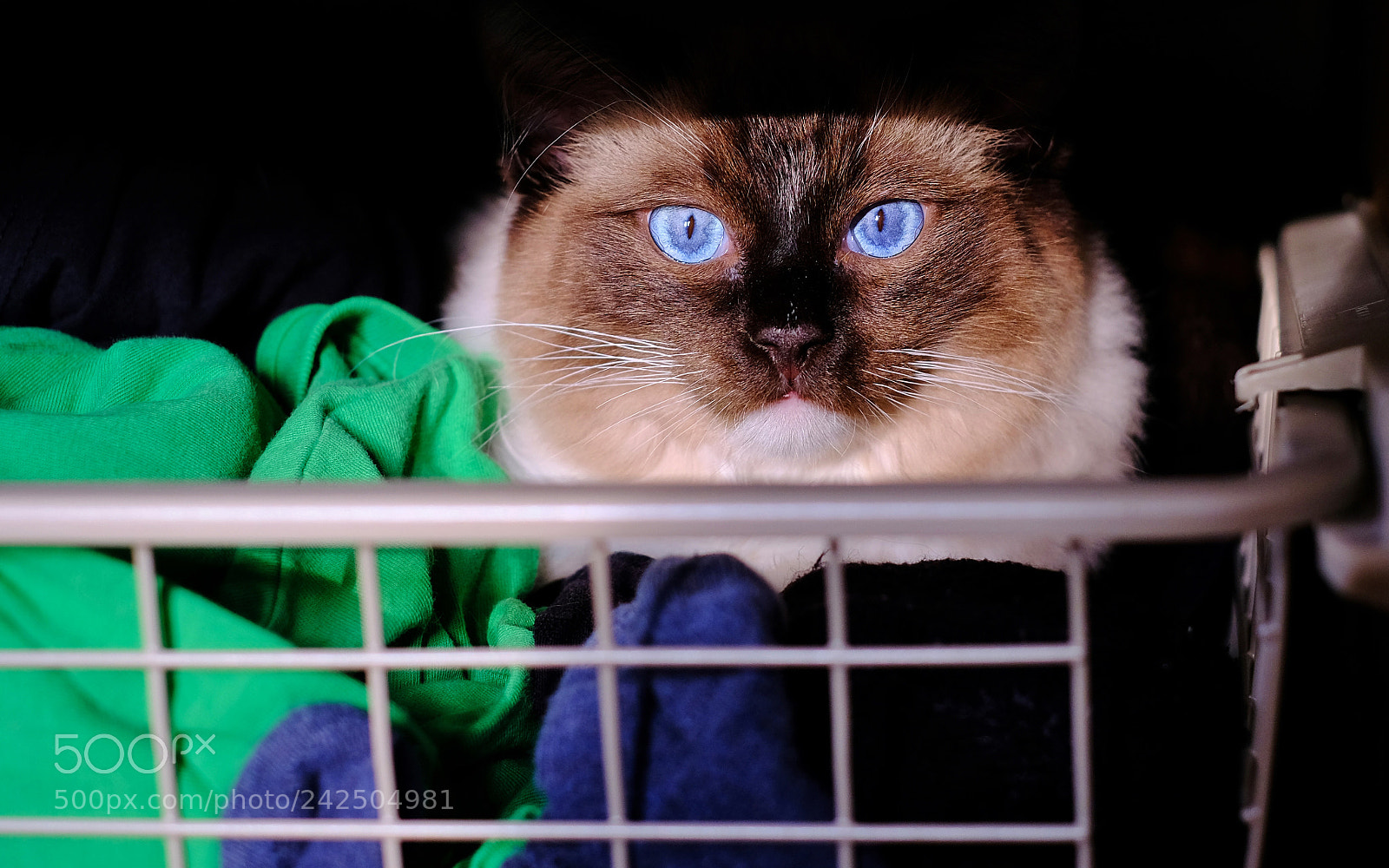 Fujifilm X-T2 sample photo. Ella photography
