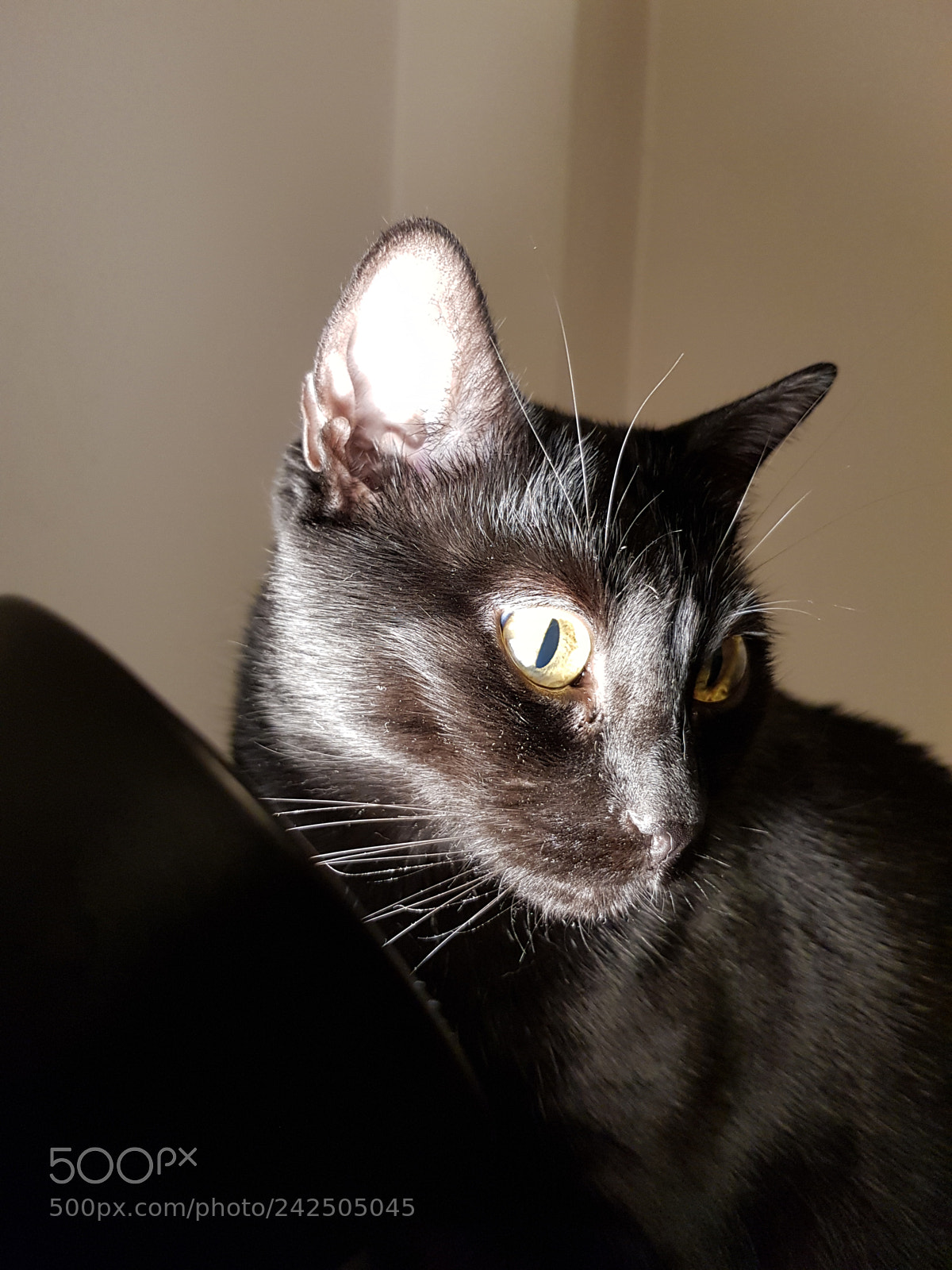 Samsung Galaxy S8 sample photo. In the spotlight photography