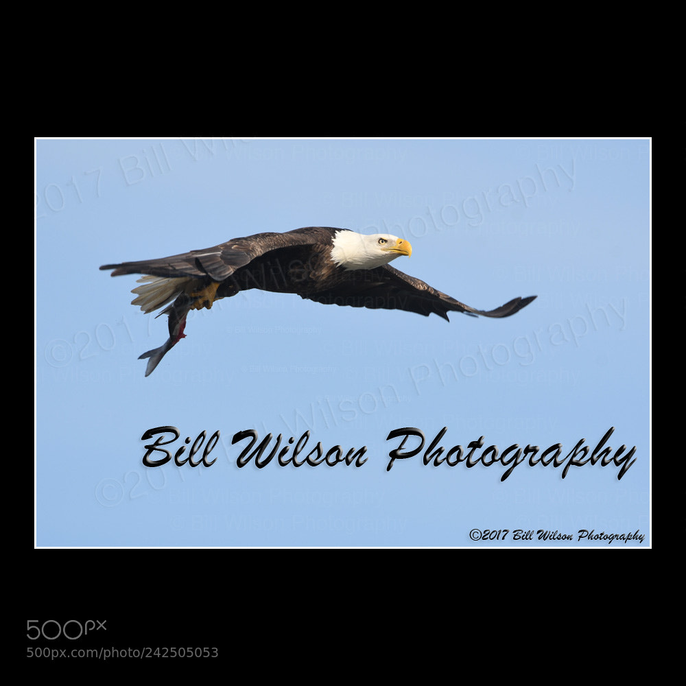 Nikon D500 sample photo. Bald eagle flight photography