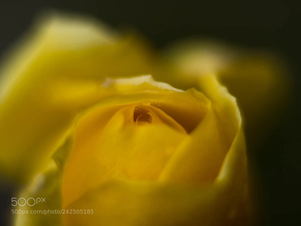 Olympus OM-D E-M1 Mark II sample photo. Yellow rose photography
